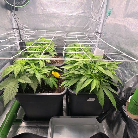 Humboldt Dream ( Blue Dream lineage) growlog timeline photo