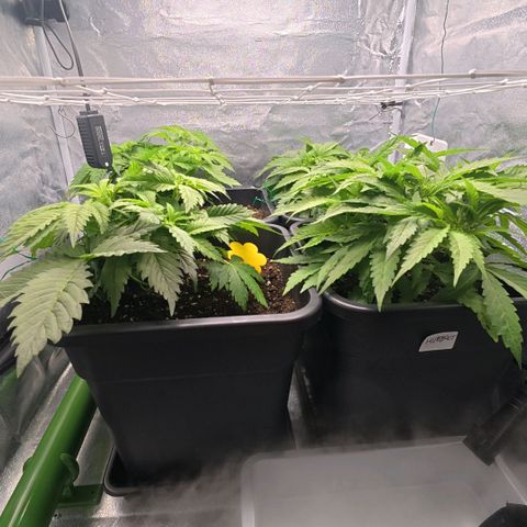 Humboldt Dream ( Blue Dream lineage) growlog timeline photo