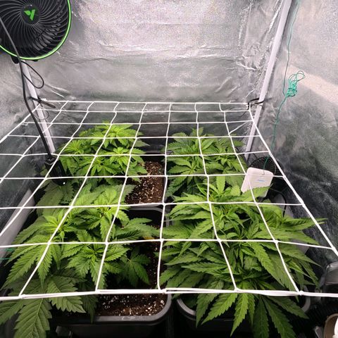 Humboldt Dream ( Blue Dream lineage) growlog timeline photo