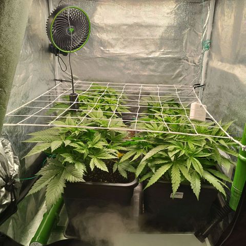 Humboldt Dream ( Blue Dream lineage) growlog timeline photo