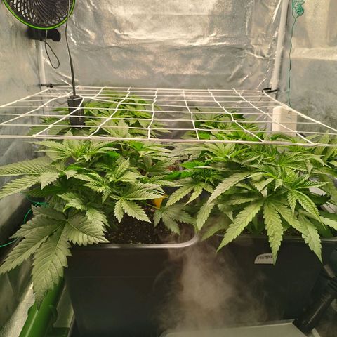 Humboldt Dream ( Blue Dream lineage) growlog timeline photo