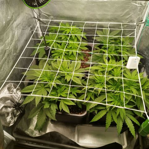 Humboldt Dream ( Blue Dream lineage) growlog timeline photo