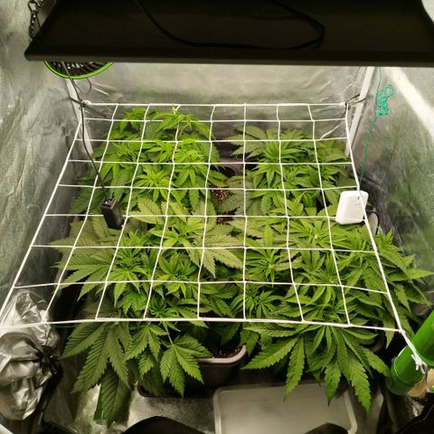 Humboldt Dream ( Blue Dream lineage) growlog timeline photo