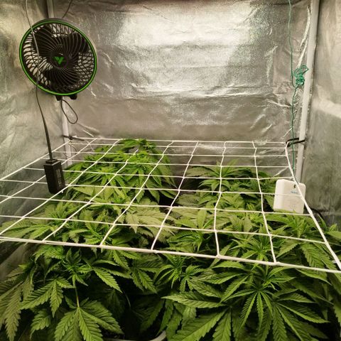 Humboldt Dream ( Blue Dream lineage) growlog timeline photo