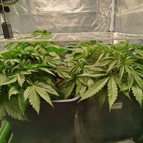 Humboldt Dream ( Blue Dream lineage) growlog timeline photo