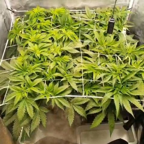 Humboldt Dream ( Blue Dream lineage) growlog timeline photo