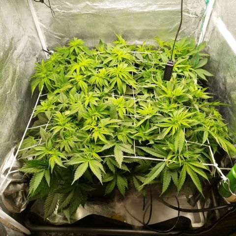 Humboldt Dream ( Blue Dream lineage) growlog timeline photo