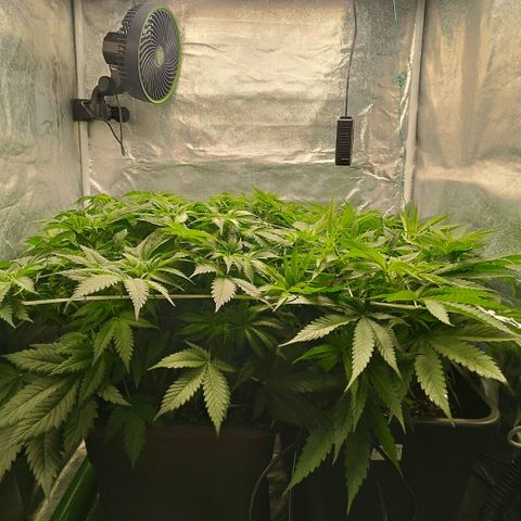 Humboldt Dream ( Blue Dream lineage) growlog timeline photo