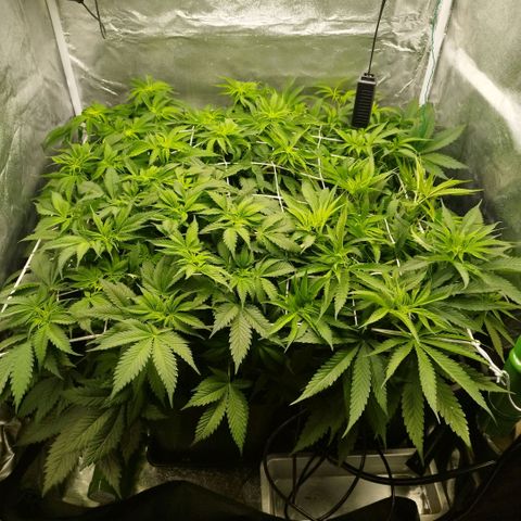 Humboldt Dream ( Blue Dream lineage) growlog timeline photo
