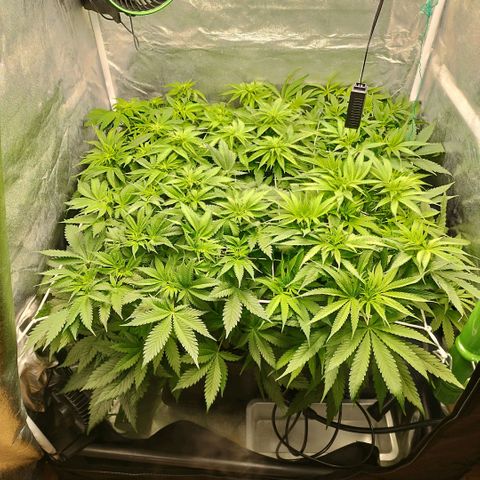 Humboldt Dream ( Blue Dream lineage) growlog timeline photo