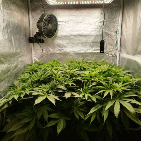 Humboldt Dream ( Blue Dream lineage) growlog timeline photo