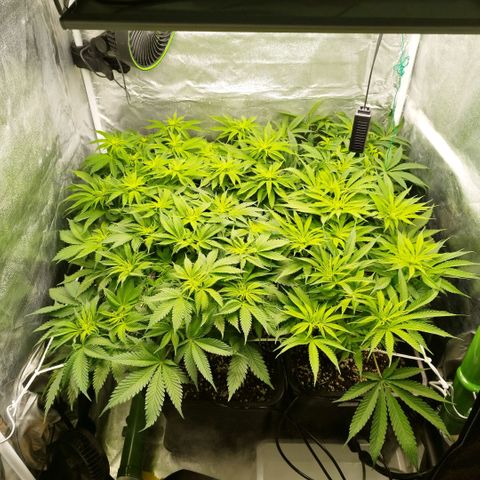 Humboldt Dream ( Blue Dream lineage) growlog timeline photo