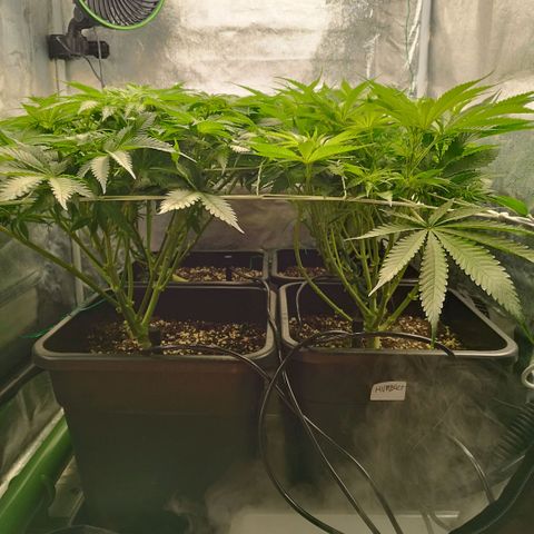 Humboldt Dream ( Blue Dream lineage) growlog timeline photo