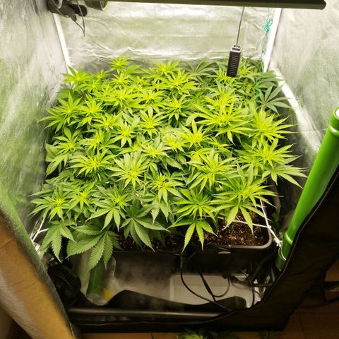 Humboldt Dream ( Blue Dream lineage) growlog timeline photo