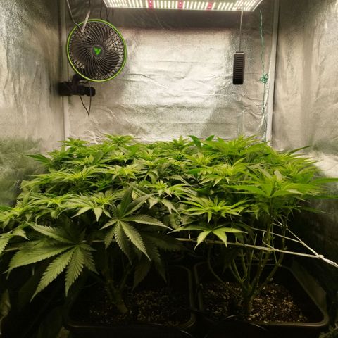 Humboldt Dream ( Blue Dream lineage) growlog timeline photo