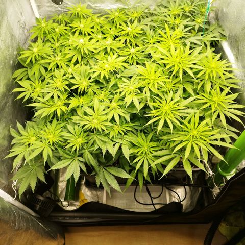 Humboldt Dream ( Blue Dream lineage) growlog timeline photo