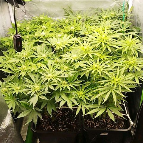 Humboldt Dream ( Blue Dream lineage) growlog timeline photo