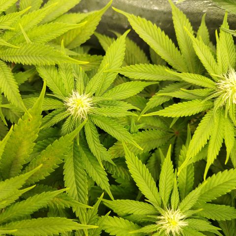 Humboldt Dream ( Blue Dream lineage) growlog timeline photo