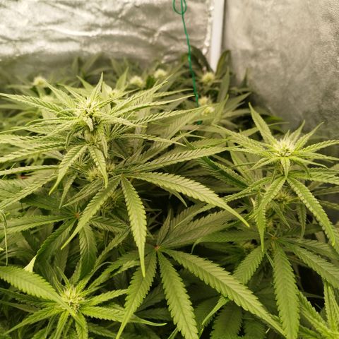 Humboldt Dream ( Blue Dream lineage) growlog timeline photo