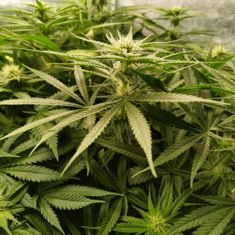 Humboldt Dream ( Blue Dream lineage) growlog timeline photo