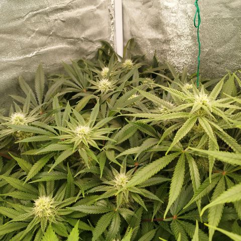 Humboldt Dream ( Blue Dream lineage) growlog timeline photo