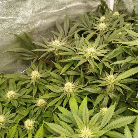 Humboldt Dream ( Blue Dream lineage) growlog timeline photo