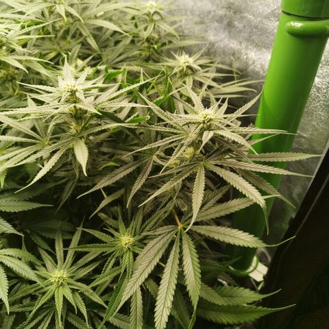 Humboldt Dream ( Blue Dream lineage) growlog timeline photo