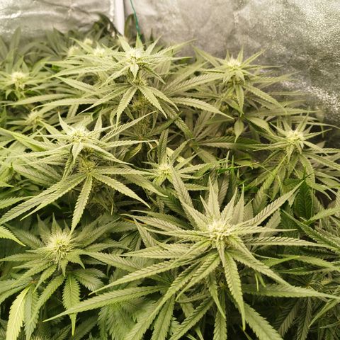 Humboldt Dream ( Blue Dream lineage) growlog timeline photo