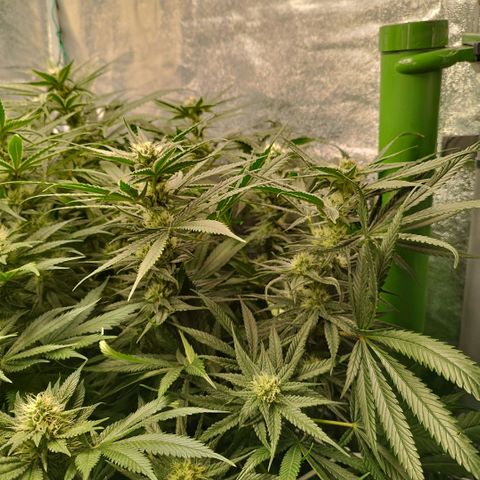 Humboldt Dream ( Blue Dream lineage) growlog timeline photo