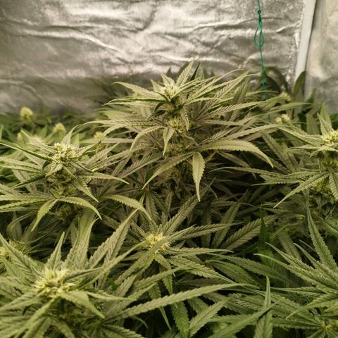 Humboldt Dream ( Blue Dream lineage) growlog timeline photo