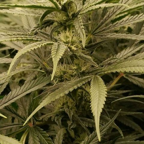 Humboldt Dream ( Blue Dream lineage) growlog timeline photo