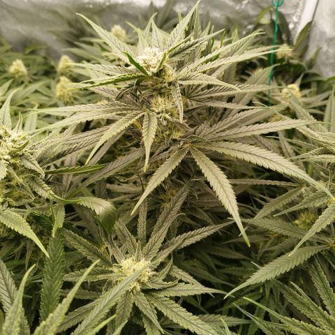 Humboldt Dream ( Blue Dream lineage) growlog timeline photo
