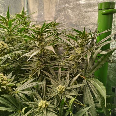 Humboldt Dream ( Blue Dream lineage) growlog timeline photo