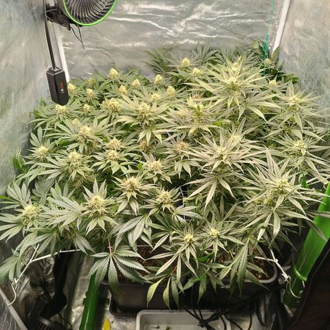 Humboldt Dream ( Blue Dream lineage) growlog timeline photo