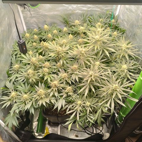 Humboldt Dream ( Blue Dream lineage) growlog timeline photo
