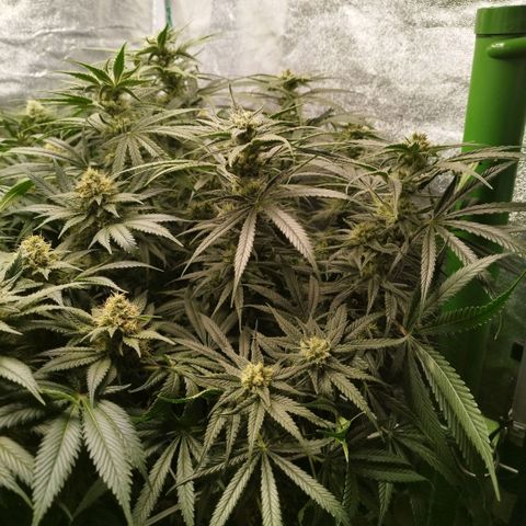 Humboldt Dream ( Blue Dream lineage) growlog timeline photo