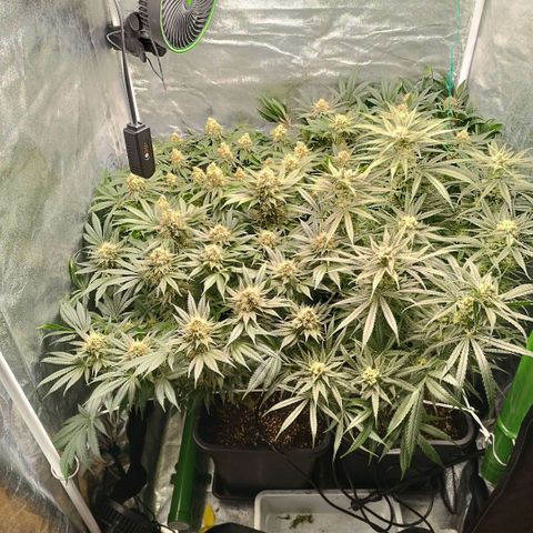 Humboldt Dream ( Blue Dream lineage) growlog timeline photo