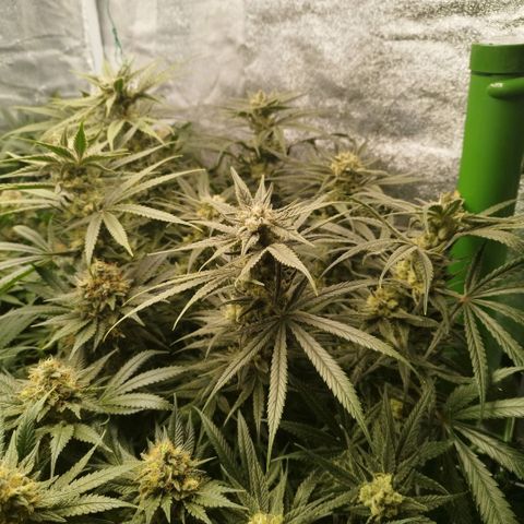 Humboldt Dream ( Blue Dream lineage) growlog timeline photo