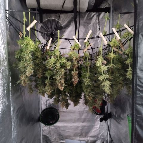 Humboldt Dream ( Blue Dream lineage) growlog timeline photo