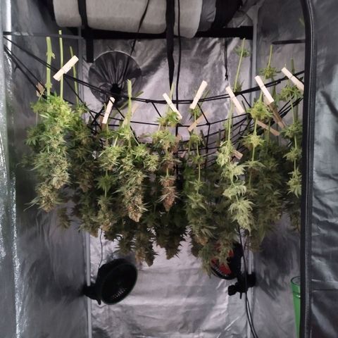 Humboldt Dream ( Blue Dream lineage) growlog timeline photo