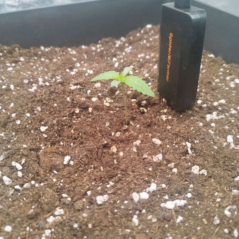 Cherry Popper Strain (Barney's Farm) growlog timeline photo