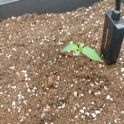 Cherry Popper Strain (Barney's Farm) growlog timeline photo