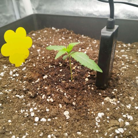 Cherry Popper Strain (Barney's Farm) growlog timeline photo