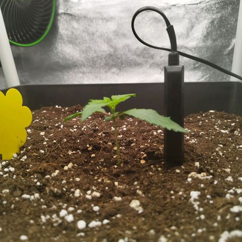 Cherry Popper Strain (Barney's Farm) growlog timeline photo