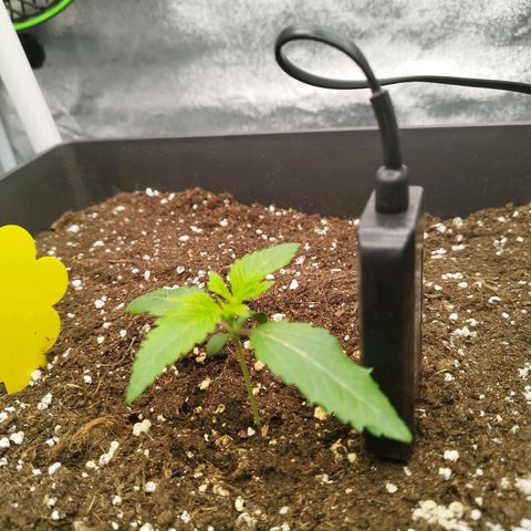 Cherry Popper Strain (Barney's Farm) growlog timeline photo