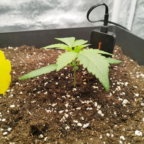 Cherry Popper Strain (Barney's Farm) growlog timeline photo