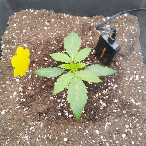 Cherry Popper Strain (Barney's Farm) growlog timeline photo