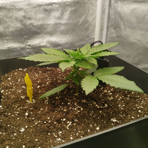 Cherry Popper Strain (Barney's Farm) growlog photo: Fusto solido, buona superficie fogliare
