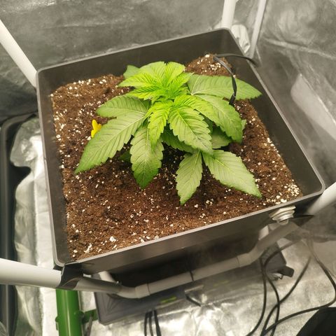 Cherry Popper Strain (Barney's Farm) growlog timeline photo