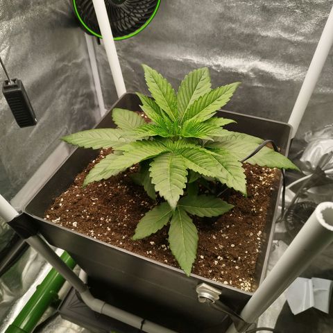 Cherry Popper Strain (Barney's Farm) growlog timeline photo